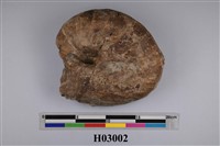 藏品(鸚鵡螺化石)的圖片